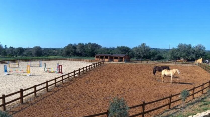 horses