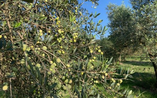 olive farm for sale