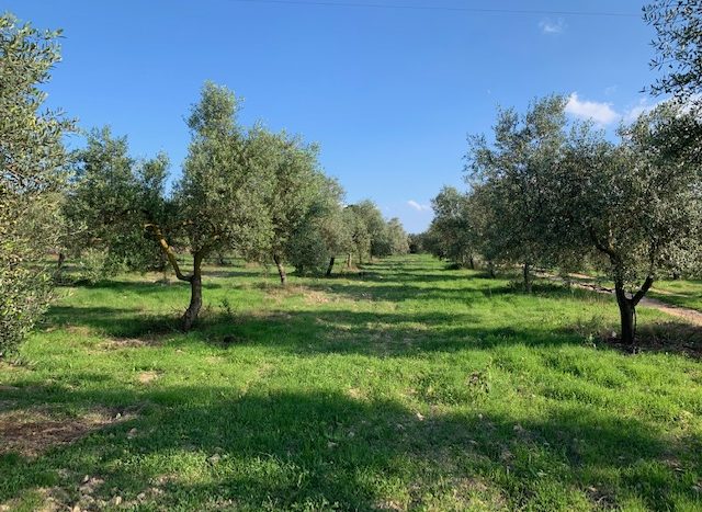 olive grove for sale