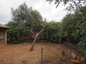 Rustic house (finca) near the village - Bunyola area - Santa Maria del Cami with pool, garden, fruit trees and a lot of potential!